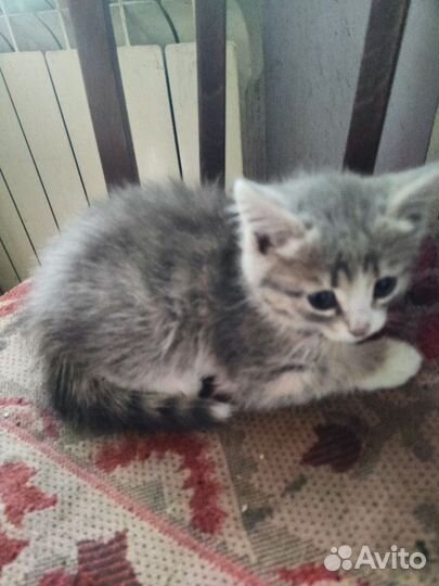 Кошки в добрые руки бесплатно