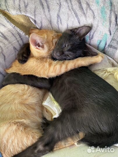 Котята в добрые руки