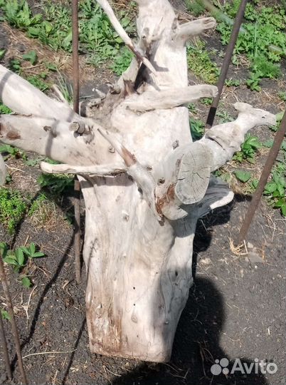 Коряга пень