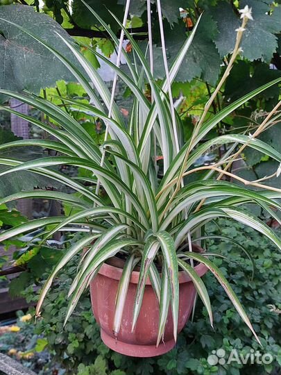 Хлорофитум