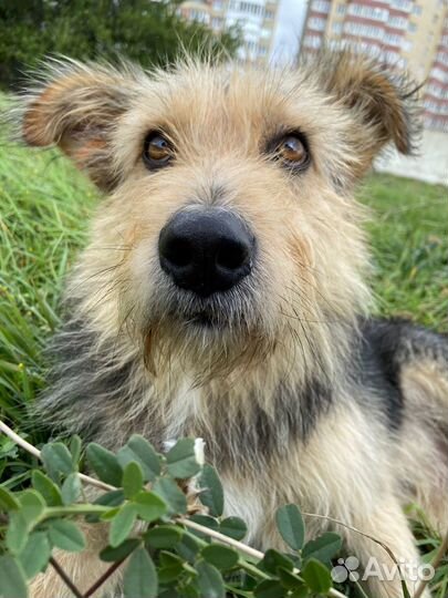 Ищет дом не крупный пёсик Графф