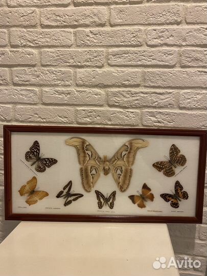 Бабочки коллекционные в рамке под стеклом