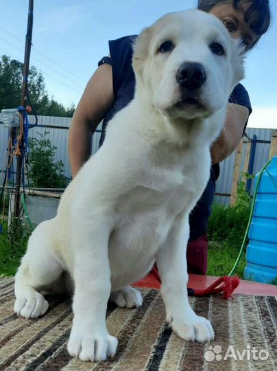 Щенок(Алабай), мальчик с род. РКФ, 2 мес