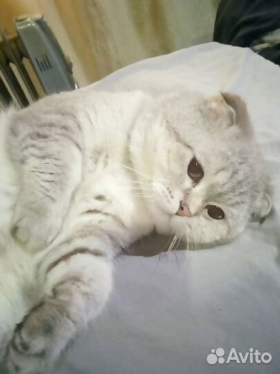 Вязка, два шотландских мачо на выбор