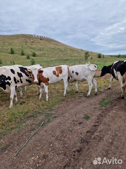 Телки нетели