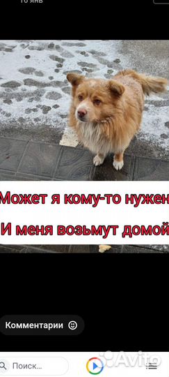 Маленький пушистик ищет дом. Проша-возраст1-2года