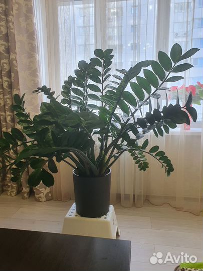 Цветок Замиокулькас для офиса