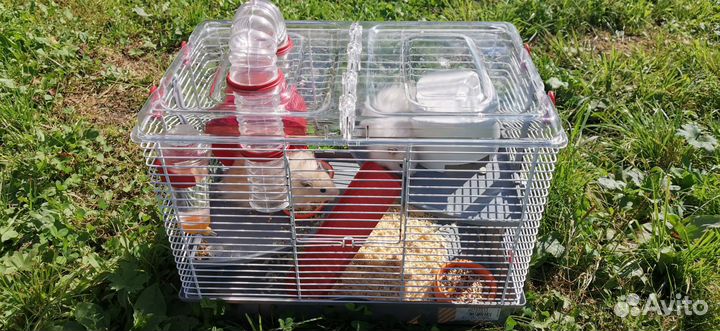 Ангорский хомяк мальчик