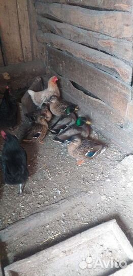 Утки подсадные для охоты