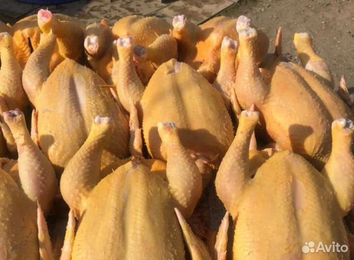 Куры домашние