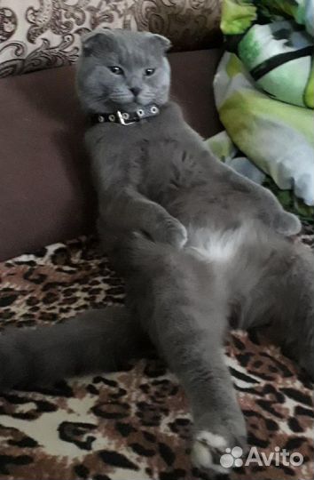 Шотландская