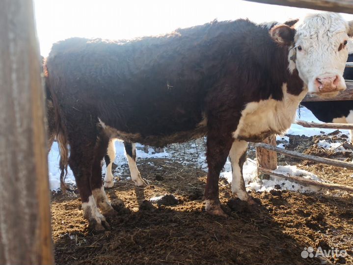 Телка, нетель