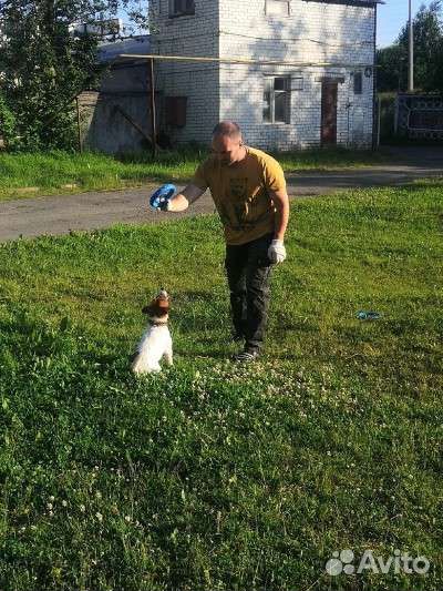 Дрессировка и обучение собак кинолог