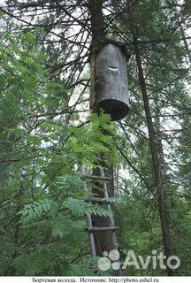 Семьи диких и породных пчёл продам в колодах и ул