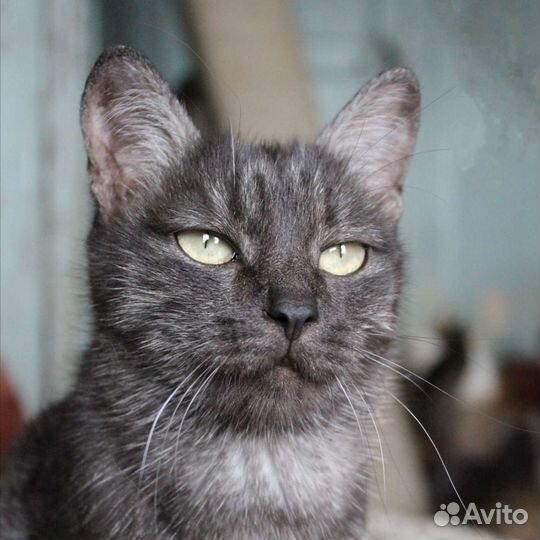 Британка Шуша