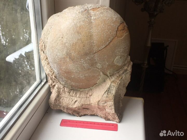 Продаётся шикарный образец