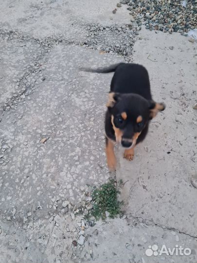 Отдою в добрые руки