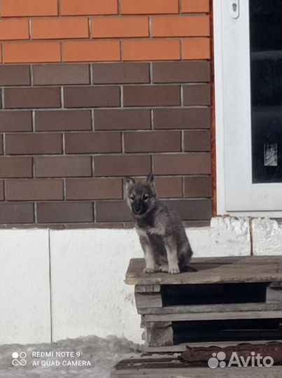 Хаски агути