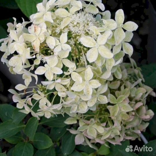 Гортензия Дентель де Горрон