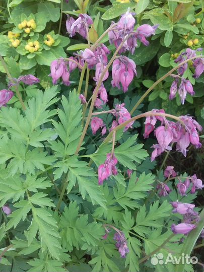 Многолетники садовые