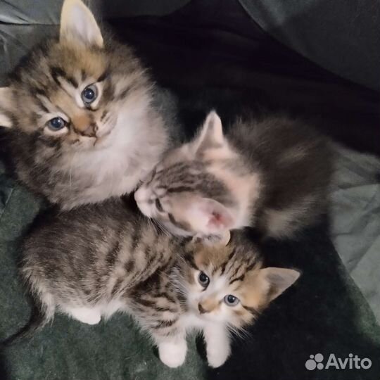 Кошка в дар