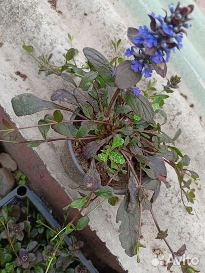 Аюга (живучка)