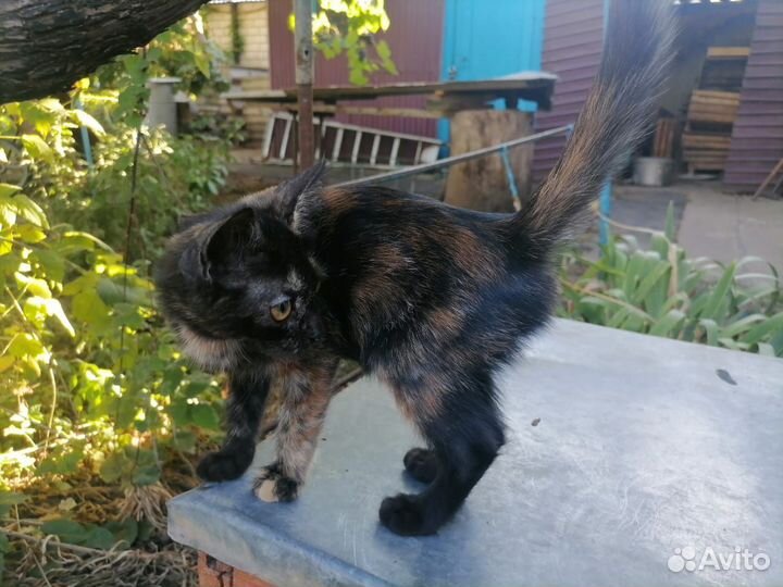 Отдам в дар кошку