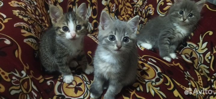 Котята в добрые руки