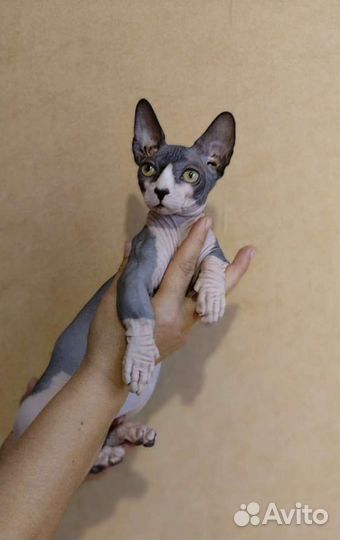 Сфинкс. Бамбино