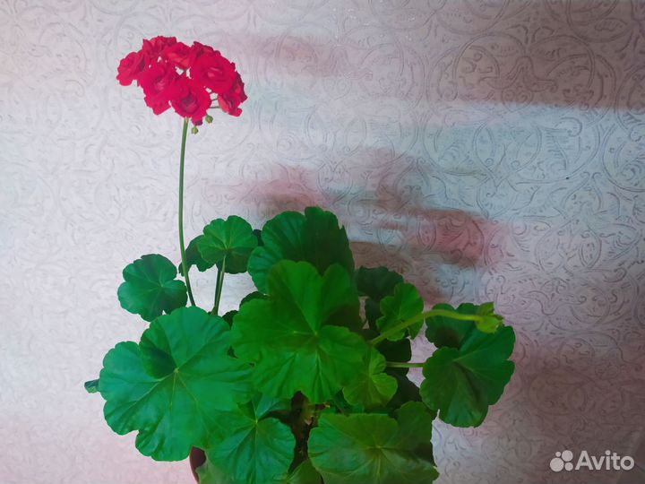 Пеларгония герань красная