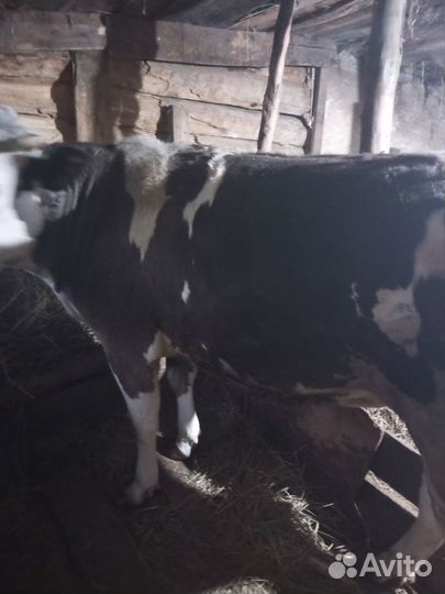 Продам телку