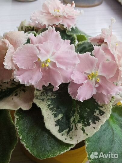 Фиалка пестролистная Узумбарская