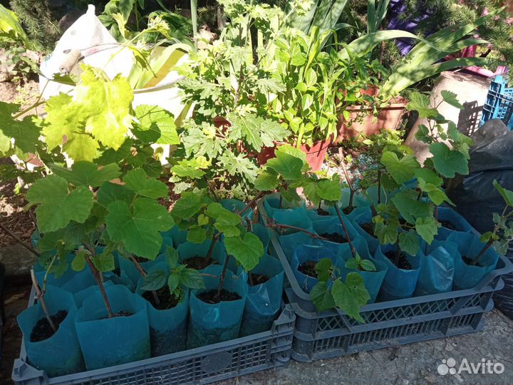 Саженцы винограда изабелла