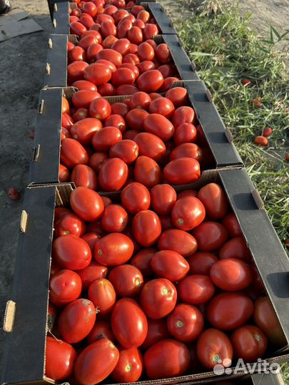 Помидор