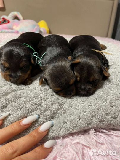 Йоркширский терьер щенки