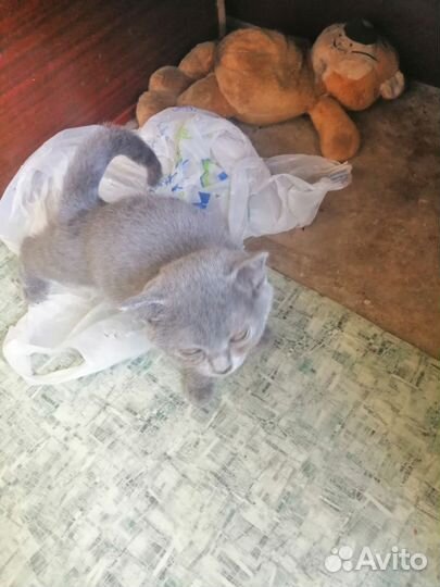 Кошки шотландцы