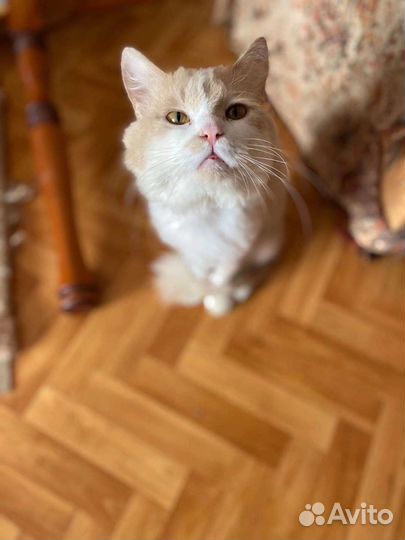 Нереально милый котик