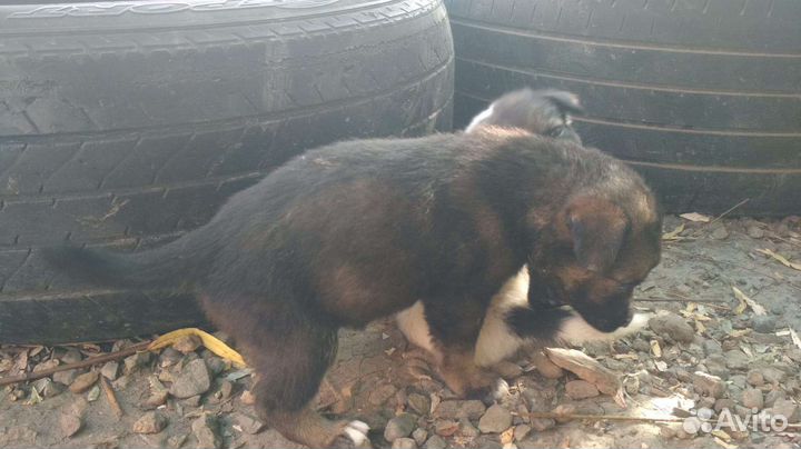 Щенок в добрые руки бесплатно