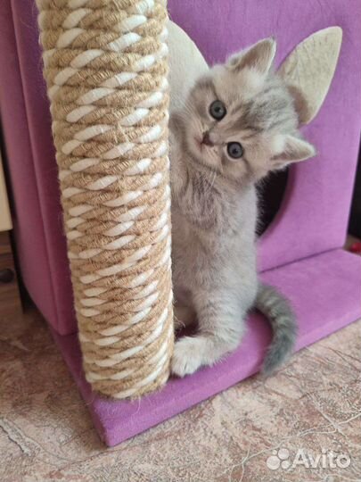 Британская кошка