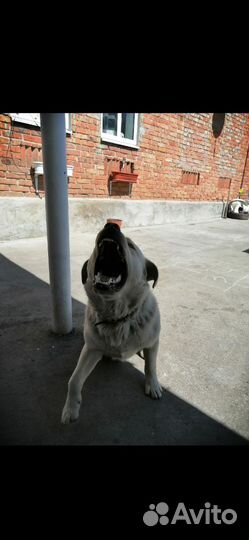 Вязка лабрадор