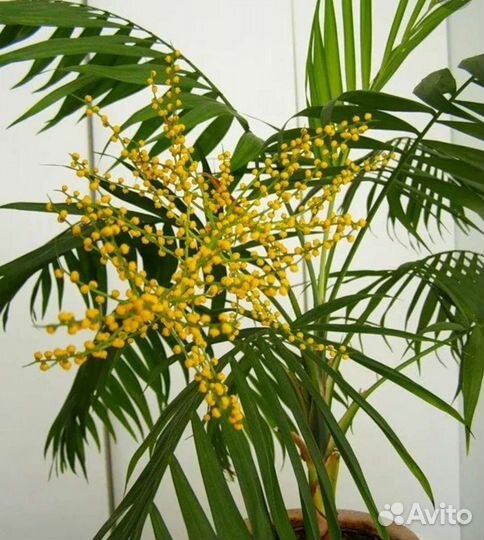 Пальма Хамедорея изящная