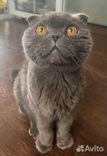 Шотландская вислоухая