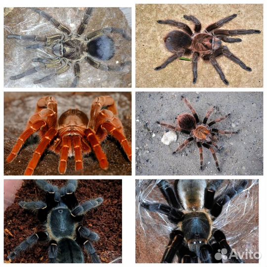 Пауки птицееды и корм для них