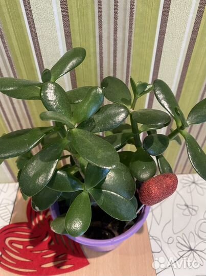 Суккуленты. Дерево любви, Денежное дерево крассула