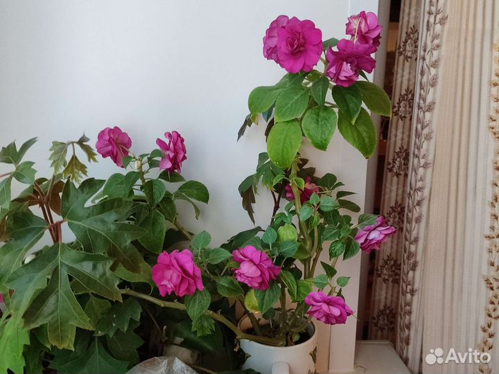 Ванька мокрый