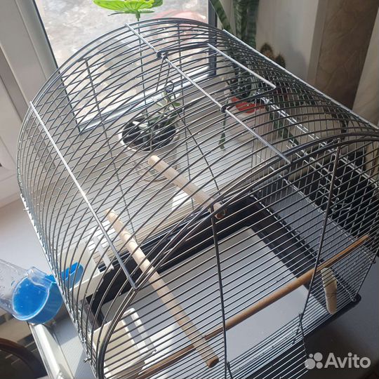 Клетка