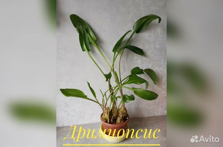 Домашние растения