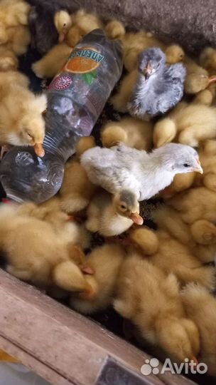 Утята суточные пор. белые с рускими