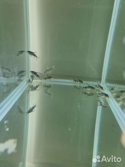 Продам рыбок