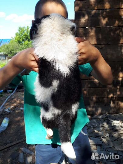 Щенок в добрые руки бесплатно безпородистая